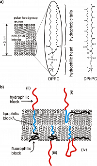 Figure 2: General possibilities for the organization of triphilic block copolymers in phospholipid bilayers.