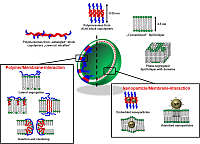 TP 2 Figure 1