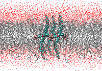 Simulated cluster of X-shaped bolaamphiphiles in a phospholipid bilayer
