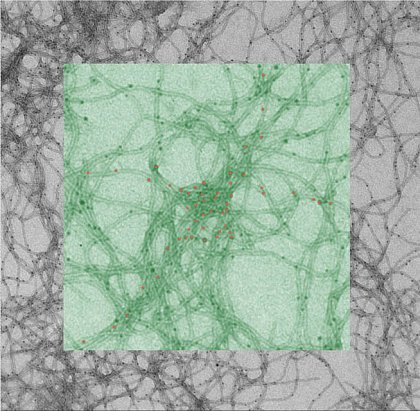 Nanofibers of bolaamphiphiles with attached 5 nm AuNPs