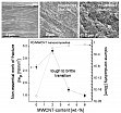 Morphologie der Bruchflchen, Sprd-zu-Zh-bergang im Bruchverhalten und elektrische Perkolation im Falle von Polycarbonat gefllt mit MWCNTs. 