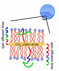 Fig. 1: Principle of spin diffusion experiments characterizing the structural arrangement of a polyphilic molecule in a membrane. The samples are usually investigated in the form of multilamellar vesicles (MLVs).
