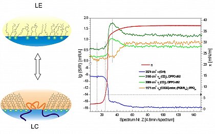 Fig. 6
Intensity of infrared bands as a function of time (spectrum number) after injection of the block copolymer underneath a DPPC-d62 monolayer. The surface pressure increases due to the incorporation of the polymer and the chains of the lipid become ordered.