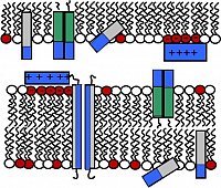 Fig 1:
Scheme of possible interactions of polyphilic molecules with lipid monolayers and bilayers. 
Blue: hydrophilic groups
Grey: hydrophobic groups
Green: fluorophilic groups