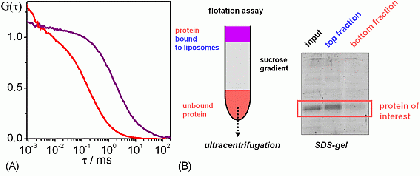 (A) FCS (fluorescence correlation spectroscopy) analysis of membrane protein reconstitution. The protein carries a fluorescent label. Free protein in solution diffuses fast (red curve), whereas proteoliposomes diffuse much more slowly (purple curve). (B) Biochemical assay for membrane protein reconstitution.