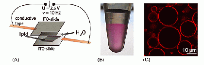 (A) Electroformation setup for producing Giant Unilamellar Vesicle; (B) Dye-labeled Giant Unilamellar Vesicles in a test tube; (C) Confocal slice image of Giant Unilamellar Vesicles