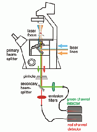 Schematic view of an FCS setup with dual color FCCS capability