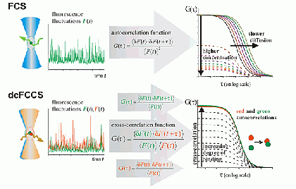 Principle of FCS and dcFCCS measurements, for details see Bacia et al., Nat. Methods 2006