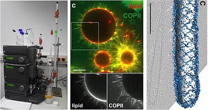 Membrane remodelling by proteins
Left: Protein purification by chromatography (ÄKTA FPLC). Middle: Confocal microscopy image of the COPII coat reconstituted on giant liposomes (Bacia et al., Sci. Rep. 2013), scale bar = 10 µm.
Right: Organization of the COPII on a lipid membrane tubule from cryo-electron microscopy (Zanetti et al., eLife 2013), scale bar = 100 nm.