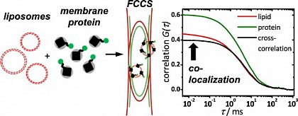 Using dual-color fluorescence cross-correlation spectroscopy (FCCS), the success of membran protein reconstitution can be assessed within minutes. (from Simeonov et al., Biophys. Chem. 2013, doi: 10.1016/j.bpc.2013.08.003)