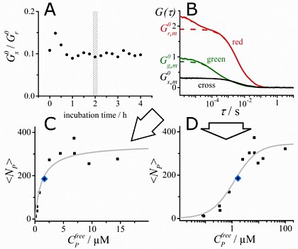 Dual-color FCCS (see below) allows to obtain quantitative binding curves of protein (or ligand) binding to freely diffusing liposomes (from Kruger et al., BioRxiv 2017, DOI 10.1101/146464 , now published in Biophys. J. 2017, doi: 10.1016/j.bpj.2017.06.023)