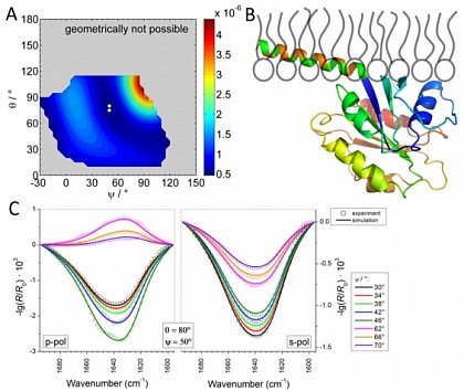 Determination of the orientation of the COPII-protein Sar1p at a lipid monolayer by IRRAS (from Schwieger et al., Polymers 2017, doi: 10.3390/polym9110612)