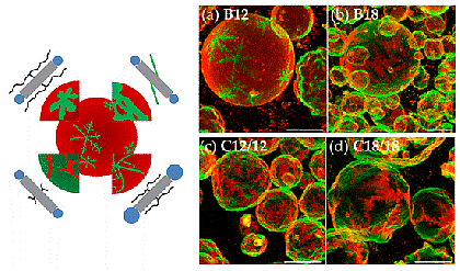 Dendritic, star-shaped domains with sixfold symmetry formed in membranes from DPPC and X-shaped bolapolyphiles (from Werner et al., Polymers 2017, doi:10.3390/polym9100476, see also Werner et al., Chem. Eur. J. 2015, doi 10.1002/chem.201405994). The molecular structure of the bolapolyphile influences the domain shape.