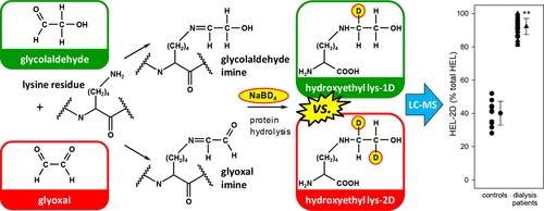 Analysis and Chemistry of Novel Protein Oxidation Markers in Vivo