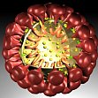 Informationen der MLU zum Umgang mit dem neuen Coronavirus