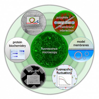 Research interests: We study lipid bilayers, interactions of proteins and synthetic molecules with membranes and proteins in solution. We apply and further develop model membrane tools and optical tools as well as new combinations thereof.