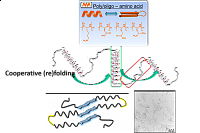 amyloid-proteins 