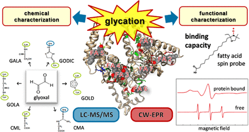 Glycation Alters the Fatty Acid Binding Capacity of Human Serum Albumin