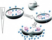 Roos, A. et al, Soft Matter, 2021, 7032